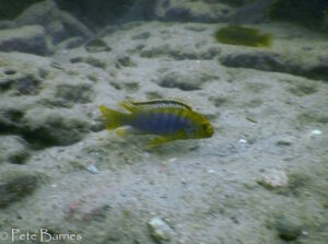 Iodotropheus sprengarae 'Makokola Reef'